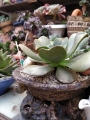 Еониум (Aeonium noble)