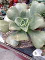 Еониум (Aeonium noble)