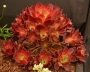 Еониум (AEONIUM PHOENIX FLAME)