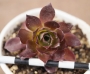 Еониум (AEONIUM PHOENIX FLAME)