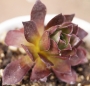 Еониум (AEONIUM PHOENIX FLAME)