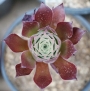 Еониум (AEONIUM PHOENIX FLAME)