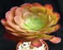 Еониум (AEONIUM PYGMEAE)