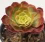 Еониум (AEONIUM PYGMEAE)