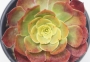 Еониум (AEONIUM PYGMEAE)