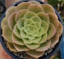 Еониум (AEONIUM PYGMEAE)