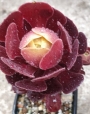 Еониум (AEONIUM PYGMEAE)
