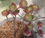 Еониум (Aeonium saundersii)