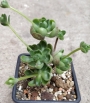 Еониум (Aeonium saundersii)