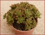 Еониум (AEONIUM SEDIFOLIUM)