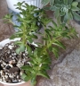 Еониум (AEONIUM SEDIFOLIUM)