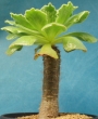 Еониум (Aeonium smithii, アエオニウム スミシ)
