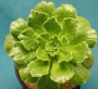 Еониум (Aeonium smithii, アエオニウム スミシ)