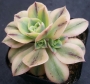 Еониум (Aeonium sp)