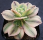Еониум (Aeonium sp)