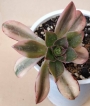 Еониум (Aeonium sp)