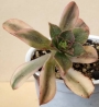 Еониум (Aeonium sp)