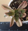 Еониум (Aeonium sp)