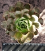 ЕОНИУМ (AEONIUM SP)