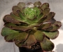 ЕОНИУМ (AEONIUM SP)