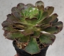 ЕОНИУМ (AEONIUM SP)