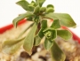Еониум (AEONIUM SPATHULATUM)
