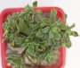 Еониум (AEONIUM SPATHULATUM)