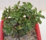 Еониум (AEONIUM SPATHULATUM)
