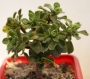 Еониум (AEONIUM SPATHULATUM)