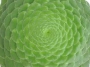 Еониум (Aeonium tabulaeforme)
