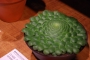 Еониум (Aeonium tabulaeforme)