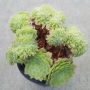 Еониум (Aeonium tabulaeforme cristata)