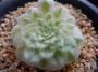 Еониум (Aeonium tabuliforme variegated dwarf form)