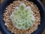 Еониум (Aeonium tabuliforme variegated dwarf form)
