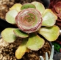 Еониум (AEONIUM UNDULATUM)