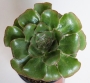 Еониум (AEONIUM UNDULATUM)