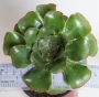 Еониум (AEONIUM UNDULATUM)