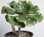 Еониум (AEONIUM UNDULATUM)