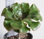 Еониум (AEONIUM UNDULATUM)