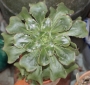 Еониум (AEONIUM UNDULATUM)