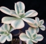 Еониум (Aeonium, 스타버스트)
