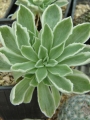 Еониум Балерина (Aeonium goochiae Ballerina Variegated)