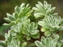 Еониум Балерина (Aeonium goochiae Ballerina Variegated)