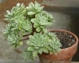 Еониум Балерина (Aeonium goochiae Ballerina Variegated)