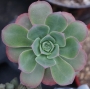 Еониум Горгонеум (AEONIUM GORGONEUM)