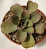 Еониум Горгонеум (AEONIUM GORGONEUM)