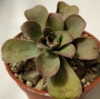 Еониум Горгонеум (AEONIUM GORGONEUM)