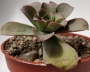 Еониум Горгонеум (AEONIUM GORGONEUM)