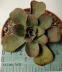 Еониум Горгонеум (AEONIUM GORGONEUM)