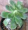 Еониум Горгонеум (AEONIUM GORGONEUM)